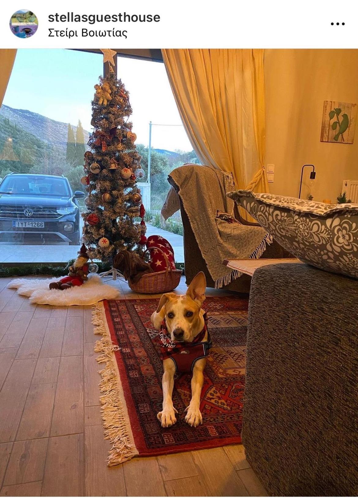 Stellas Guesthouse Near Arachova Stírion Dış mekan fotoğraf